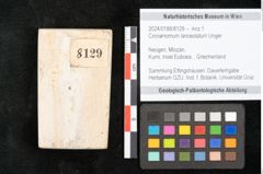 Foto (Objekt + Etikett) von Cinnamomum lanceolatum Unger (NHMW-GEO-2024-0188-8129)